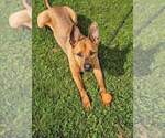 Small #8 American Pit Bull Terrier-German Shepherd Dog Mix