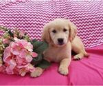 Small Photo #5 Golden Retriever Puppy For Sale in SHERIDAN, MI, USA