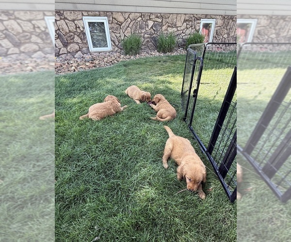Medium Photo #3 Golden Retriever Puppy For Sale in ROCK VALLEY, IA, USA