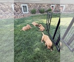 Small #2 Golden Retriever