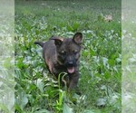 Small #3 German Shepherd Dog