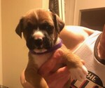 Small Photo #4 Australian Shepherd-Boxer Mix Puppy For Sale in LOUISVILLE, KY, USA