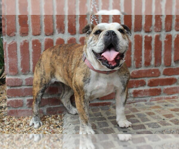Medium Photo #6 Bulldog Puppy For Sale in Marina Del Rey, CA, USA