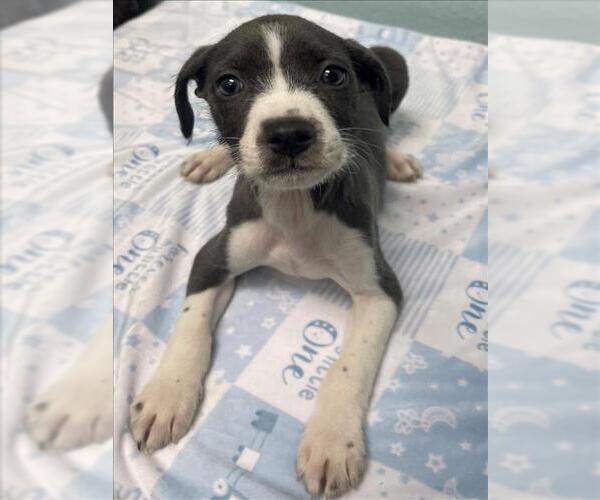 Medium Photo #1 Rat Terrier-Unknown Mix Puppy For Sale in Tulsa, OK, USA