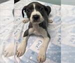 Small Rat Terrier Mix