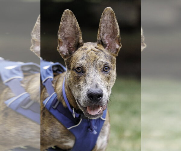 Medium Photo #5 Catahoula Leopard Dog-Holland Shepherd Mix Puppy For Sale in McKinney, TX, USA