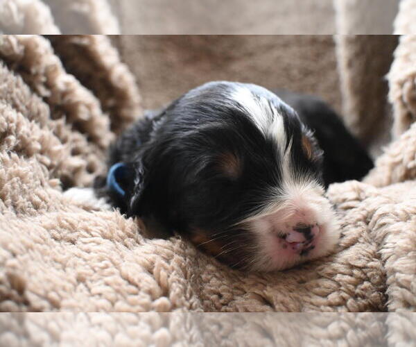 Medium Photo #12 Bernedoodle Puppy For Sale in ELMWOOD, IL, USA