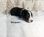 Puppy Daiquiri Australian Shepherd
