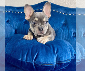 French Bulldog Puppy for sale in CHICAGO, IL, USA