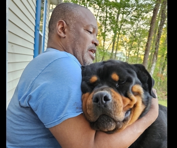 Medium Photo #1 Rottweiler Puppy For Sale in FAIRFIELD TWP, NJ, USA