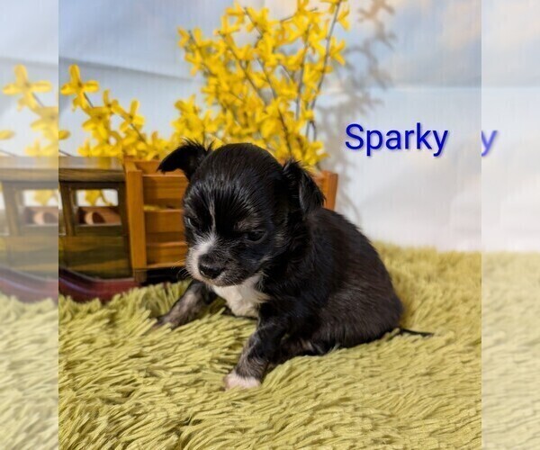 Medium Photo #5 Chihuahua Puppy For Sale in LEBANON, PA, USA