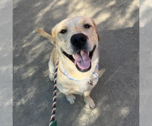 Medium Photo #4 Labrador Retriever-Unknown Mix Puppy For Sale in San Diego, CA, USA
