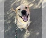 Small #3 Labrador Retriever Mix
