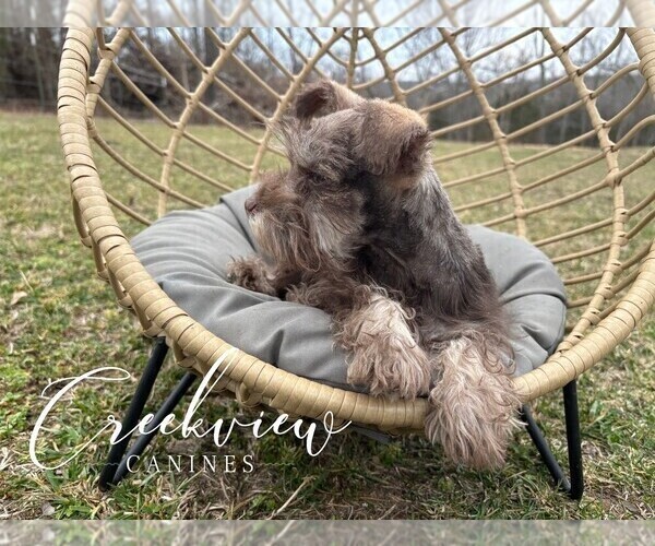 Medium Photo #7 Schnauzer (Miniature) Puppy For Sale in NIANGUA, MO, USA