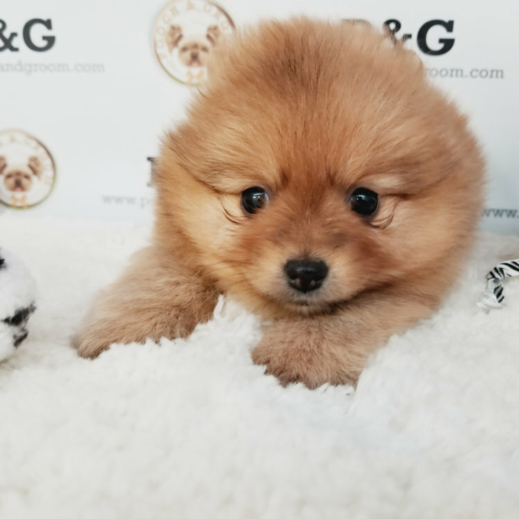Medium Photo #1 Pomeranian Puppy For Sale in TEMPLE CITY, CA, USA
