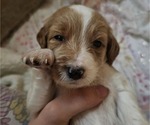 Puppy Sugar Doodle-Goldendoodle Mix