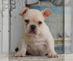 French Bulldog Puppy for sale in FREDERICKSBG, OH, USA