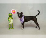Small #1 Mutt