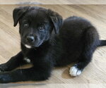 Small Mutt