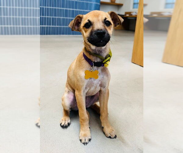 Medium Photo #5 Chihuahua-Unknown Mix Puppy For Sale in Marina Del Rey, CA, USA