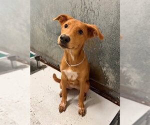 Labrador Retriever-Unknown Mix Dogs for adoption in Conroe, TX, USA