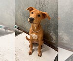 Small Labrador Retriever Mix
