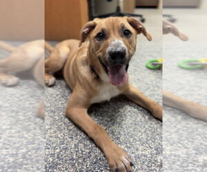Harvey - Male Mutt Dog for Adoption - Photo #2