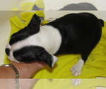 Small Photo #8 Boston Terrier Puppy For Sale in BEND, OR, USA