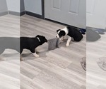 Small #8 Australian Shepherd