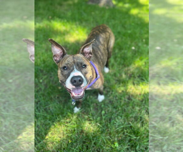 Medium Photo #1 American Pit Bull Terrier Puppy For Sale in Rockville, MD, USA