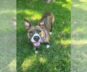 American Pit Bull Terrier Dogs for adoption in Rockville, MD, USA