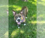 Small American Pit Bull Terrier
