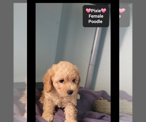 Medium Photo #3 Poodle (Toy) Puppy For Sale in TUCSON, AZ, USA