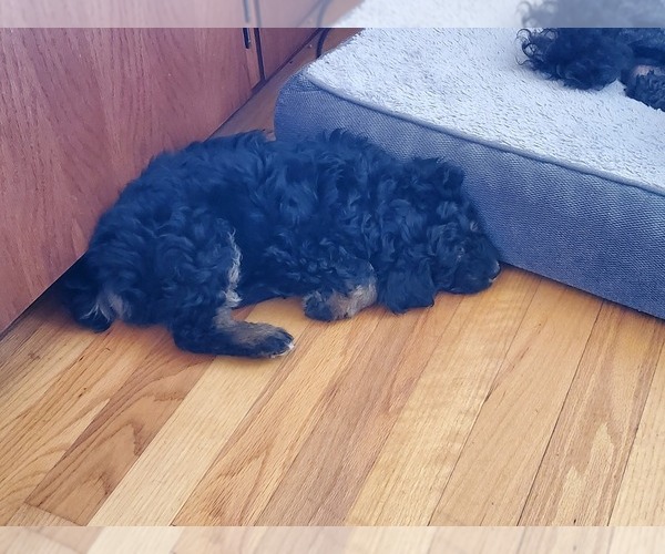Medium Photo #4 F2 Aussiedoodle Puppy For Sale in SILOAM SPRINGS, AR, USA