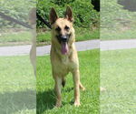 Small #1 German Shepherd Dog