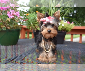 Yorkshire Terrier Puppy for sale in FAIRFAX, MO, USA