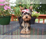 Image preview for Ad Listing. Nickname: Dolly