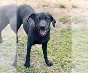 Labrador Retriever Dogs for adoption in Conroe, TX, USA