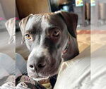 Small Labrador Retriever Mix
