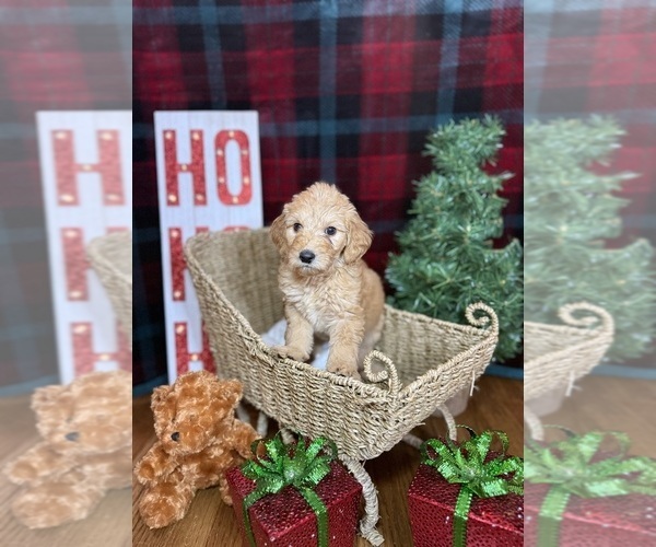 Medium Photo #11 Goldendoodle Puppy For Sale in OXFORD, GA, USA