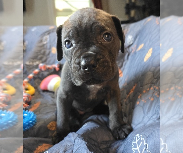 Medium Photo #16 Cane Corso Puppy For Sale in HENRY, VA, USA