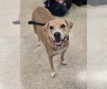 Small Photo #2 American Pit Bull Terrier-Unknown Mix Puppy For Sale in Minneapolis, MN, USA