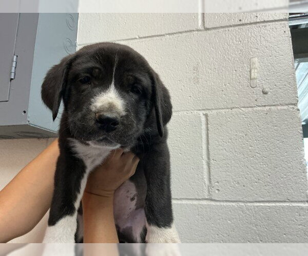 Medium Photo #1 Bernese Mountain Dog-Unknown Mix Puppy For Sale in San Bernardino, CA, USA