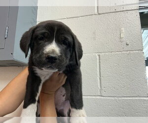 Bernese Mountain Dog-Unknown Mix Dogs for adoption in San Bernardino, CA, USA