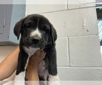 Small Bernese Mountain Dog Mix