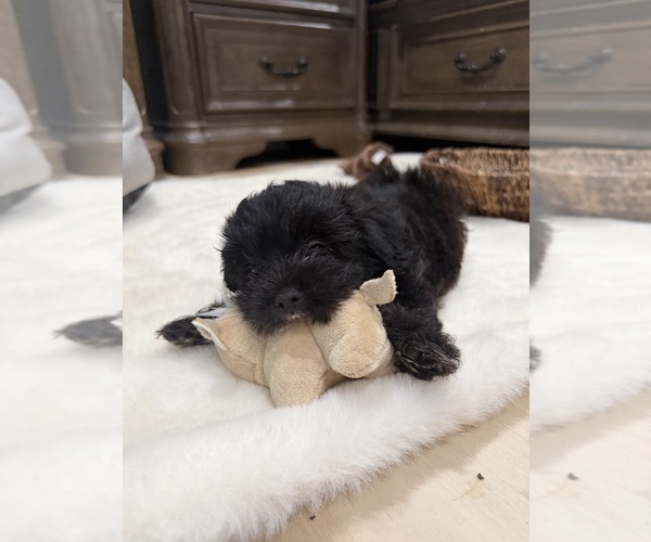 Medium Photo #5 Chi-Poo (Toy) Puppy For Sale in BROCKTON, MA, USA