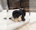 Small #4 Chi-Poo (Toy)