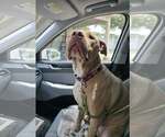 Small #1 American Pit Bull Terrier Mix