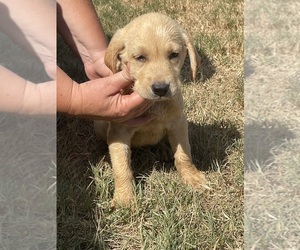 Labrador Retriever Puppy for sale in EDNA, TX, USA