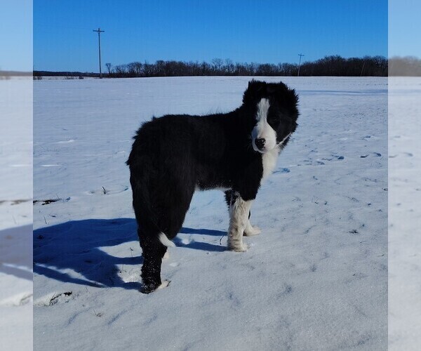 Medium Photo #18 Border Collie Puppy For Sale in NORBORNE, MO, USA